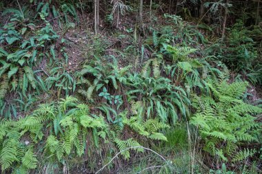 A dense collection of various ferns and ground covering plants thrives in a natural North California woodland setting, creating a rich green tapestry on a hillside covered in foliage.