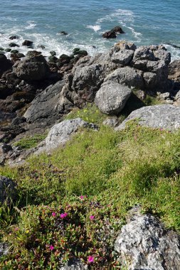 A view of the rocky coastline with crashing waves on the shore. Various plants with greenery and colorful flowers cover the rocks, showcasing the natural beauty of the seaside.