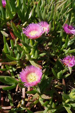 Mor çiçekli Elands sourinciri üzerinde doğal yakın plan, California Crescent City 'deki Carpobrotus acinaciforis