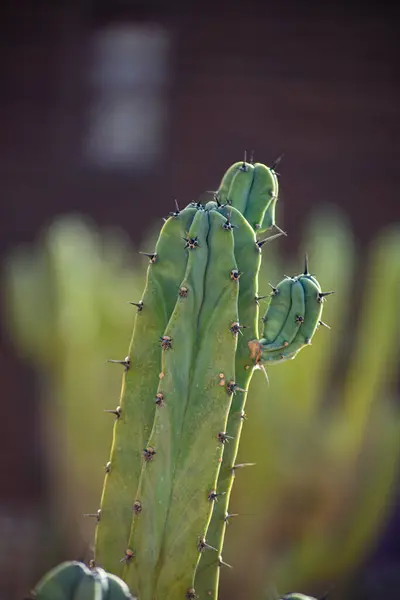 Kaktüs EN EL DESIERTO DE ALMERYA