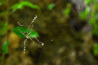 Ağın ortasında bir örümcek oturmaktadır. Ağ ipekten yapılmış ve çok incedir.