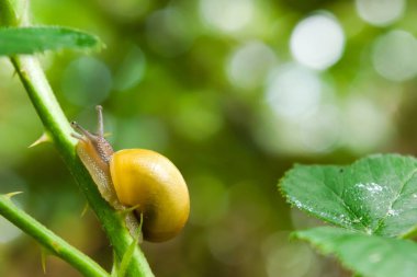 Sarı ve kahverengi bir salyangoz yaprağın üzerinde.