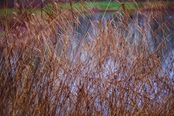 Close Dry Reeds Lake Crossed Branches Lines Spots Brown Blue — Stock Photo, Image