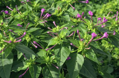 Güneşli bir günde arka planda çiçek açan Mirabilis Jalapa. Sonbahar bahçesinde pembe çiçekli bir bitki.