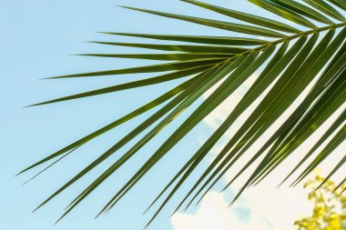 Arka plan olarak mavi gökyüzüne karşı palmiye yaprağı. Tasarım elementleri için arkaplan, yaz arkaplanı olarak tropikal yaprak