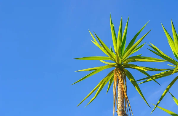 青い背景に若いヤシの木の上部 デザイン要素としての緑の熱帯の木 — ストック写真