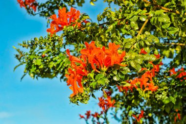 Cape capensis 'in turuncu ve kırmızı çiçekli çalıları (Tecoma capensis, Tecomaria, Cape Honey Suckle, bataklık atı kuyruğu). Mavi gökyüzüne karşı renkli çiçekleri olan tropikal bir bitki