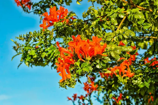 ケープハニーサックルのオレンジと赤の花を持つブッシュ Tecoma Capensis Tecomaria ケープハニーサックル 沼の馬蹄形 青い空に対してカラフルな花を持つ熱帯植物 — ストック写真