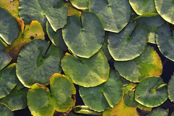 Top View Water Lily Leaves Surface Pond Close Natural Texture — Stock Photo, Image