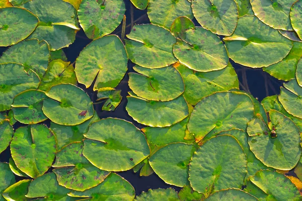 Close Top View Water Lily Leaves Surface Pond Natural Texture — Stock Photo, Image