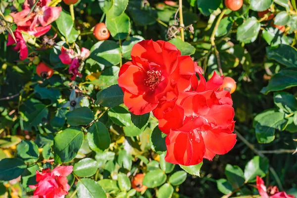 自然の屋外庭園でクローズアップ赤いバラ 庭に赤い花弁が咲くバラの花 — ストック写真