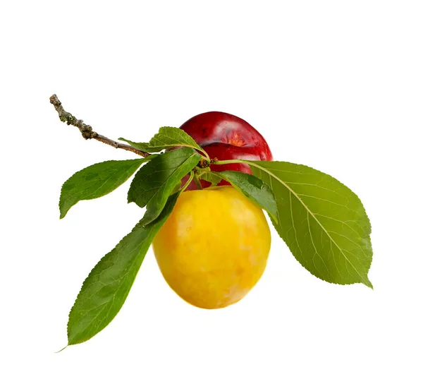 Izolované Plody Žluté Červené Švestky Bílém Pozadí Větev Designový Prvek — Stock fotografie