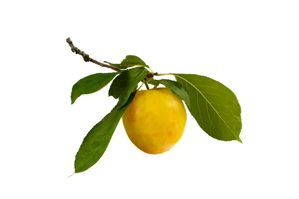 Vereinzelte Gelbe Pflaumenfrüchte Auf Weißem Hintergrund Zweig Mit Gelber Pflaume — Stockfoto