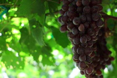 Bahçede bir demet kırmızı üzüm