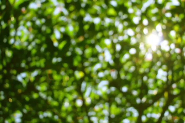 Yeşil bokeh doğa arka plan.