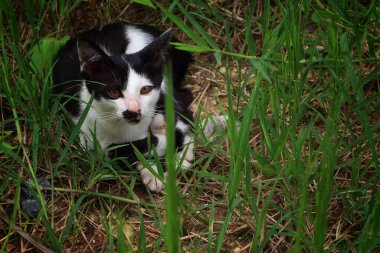 Uyuyan kediler çimlerde