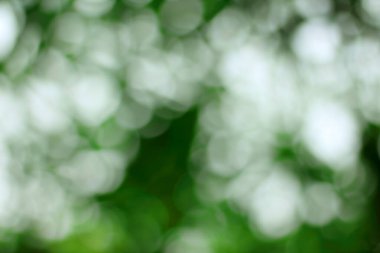 Doğal arka plan, bulanık yeşil ve beyaz bokeh.