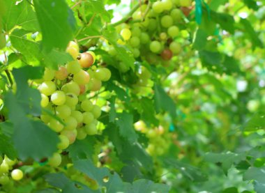 Bulanık üzümler yeşil yapraklı bir sarmaşıktan sarkıyor.. 