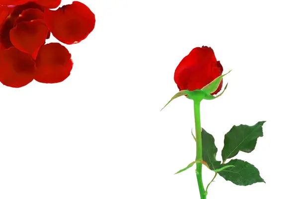 Beyaz arkaplanda kırmızı gül ve gül yaprakları izole