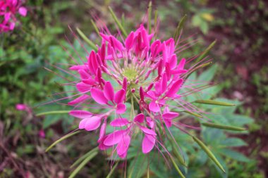 Güzel çiçek arkaplanı. Baharın güneşli yaz gününün ortasında yeşil çimen manzaralı açık pembe çiçeklerin muhteşem manzarası..