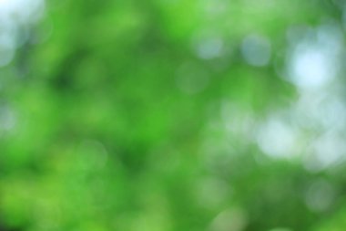 Soyut doğa yeşil bokeh arkaplanı. 