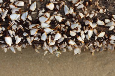 Deniz kabuklarından oluşan bir grup, tahtaya bağlanmış deniz kabuğu..