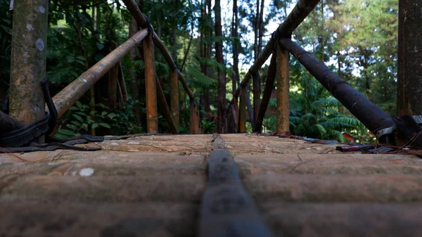Фото Моста Бамбука Сосновом Лесу — стоковое фото