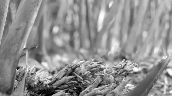 전통적인 테마와 나무에 여전히 Cardamom 향신료의 — 스톡 사진