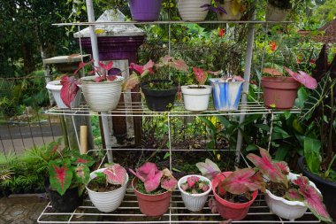 Doğanın köydeki stok fotoğrafı.