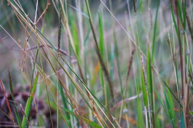 Fotoğrafı arkaplan için uygun soyut nesne ile stokla