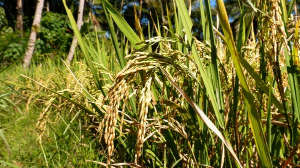Foto Der Natürlichen Landschaft Form Von Gelben Reisfeldern Und Reisfeldern — Stockfoto