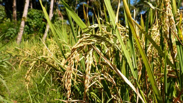 Sarı Pirinç Tarlaları Pirinç Tarlaları Şeklinde Doğal Manzara Fotoğrafı — Stok fotoğraf