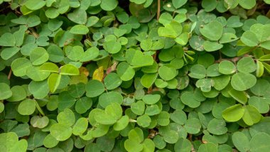 Aziz Patrick Günü için yeşil yapraklı arka plan, iyi şans sembolü olduğuna inanılır..