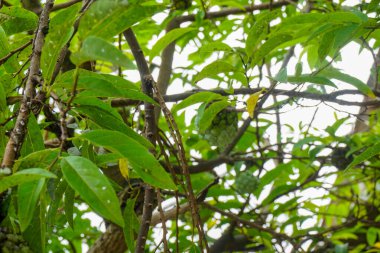Taze köy atmosferinin stok fotoğrafı.