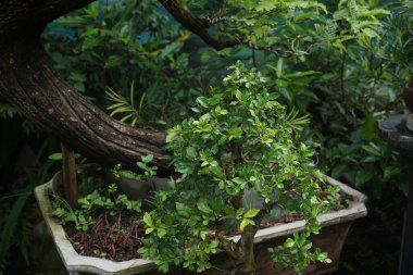 Endonezya 'daki güzel doğa fotoğrafları.