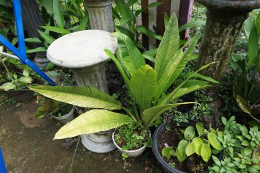 Endonezya 'daki güzel doğa fotoğrafları.