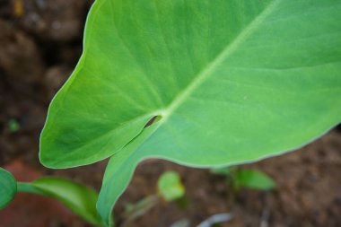 Fotoğrafı arkaplan için uygun soyut nesne ile stokla