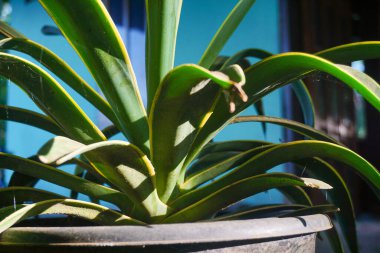 Bir sürü güzel bitkiyle dolu modern ev bahçesi kompozisyonunun stok fotoğrafı. Şık bir botanik tasarımı. Ev bahçesi konsepti.