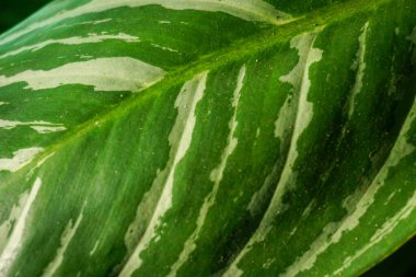 Bir sürü güzel bitkiyle dolu modern ev bahçesi kompozisyonunun stok fotoğrafı. Şık bir botanik tasarımı. Ev bahçesi konsepti.