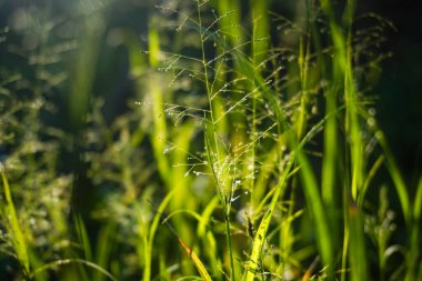 Bir sürü güzel bitkiyle dolu modern ev bahçesi kompozisyonunun stok fotoğrafı. Şık bir botanik tasarımı. Ev bahçesi konsepti.