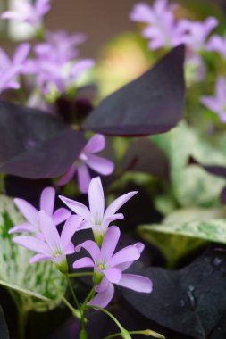 Bir sürü güzel bitkiyle dolu modern ev bahçesi kompozisyonunun stok fotoğrafı. Şık bir botanik tasarımı. Ev bahçesi konsepti.