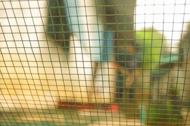 Portakal ağacının üzerinde boş bir yer olan portakal rengi arka plan. Ürün görüntüleme kurgusu için