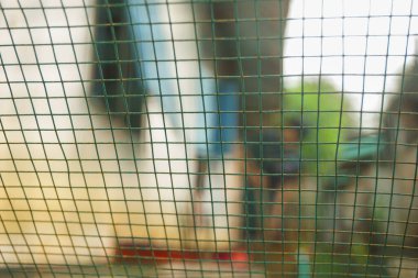 Portakal ağacının üzerinde boş bir yer olan portakal rengi arka plan. Ürün görüntüleme kurgusu için