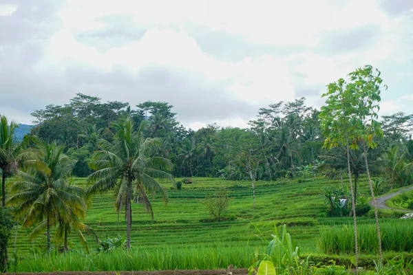 Lagerfoto Indonesiska Naturlandskap Med Gröna Risfält Och Skog Morgonsolen — Stockfoto