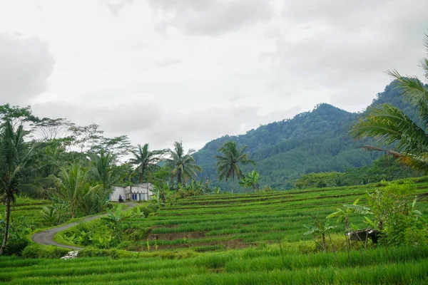 Фото Индонезийских Природных Пейзажей Зелеными Рисовыми Полями Лесом Утренним Солнцем — стоковое фото