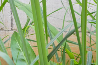 Evin etrafında yabani bitkilerin fotoğrafları, yabani otlar.