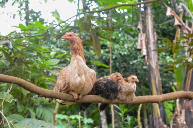 Birkaç yerli tavuğun fotoğrafı.