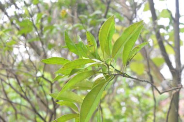 Evin etrafında yabani bitkilerin fotoğrafları, yabani otlar.
