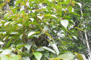 Evin etrafında yabani bitkilerin fotoğrafları, yabani otlar.