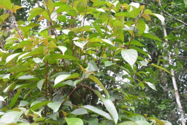 Evin etrafında yabani bitkilerin fotoğrafları, yabani otlar.